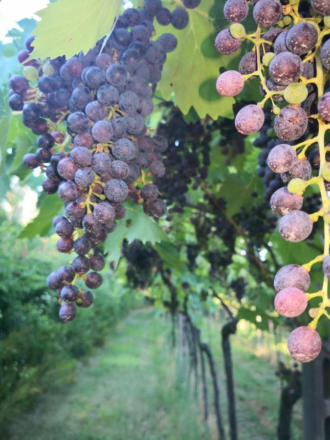 Appartamenti Bellini Bardolino Exterior foto